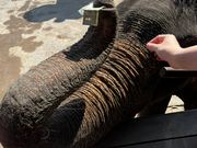 像乗り体験のあとはぞうさんにチップを渡すとお鼻で受け取ってもらえました