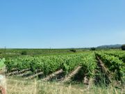 車で通ったずっと続く葡萄畑