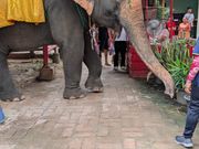 象乗り体験もできました。