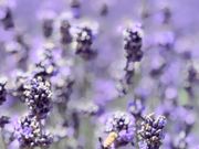 冨田ファーム　その2