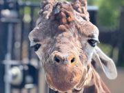 旭山動物園のきりん。間近すぎてビックリ