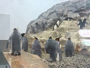 ペンギンも暑そう