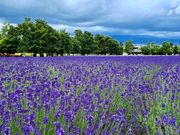 ファーム富田のラベンダー