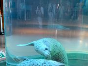 水中でアザラシは元気