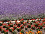 色々な花とのコントラスト