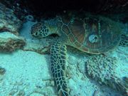 このウミガメに会えた！