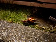 道端で見かけました。