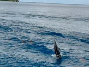 イルカの大ジャンプ！