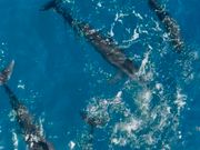 船のすぐ側までイルカ達が近寄って来てくれました！