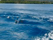 船の波に乗ってイルカの群れが泳いでいました！