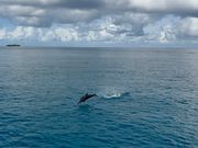 イルカのジャンプ！