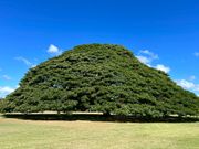 モアナルア•ガーデン