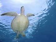 ウミガメにも会えました