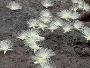 水面のサガリバナ