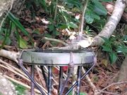 ハハジマメグロ