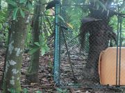 アカガシラカラスバト