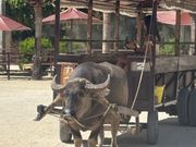 私達が乗った牛車です！