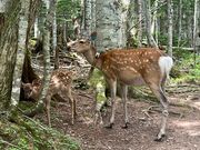 エゾシカの親子(首に付いているのはGPS)