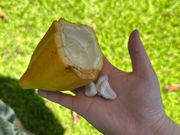 カカオの実を実食