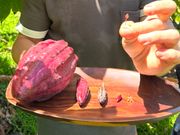 カカオの花が実になるまで