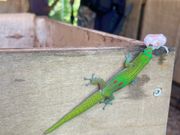 カカオの実おいしい！