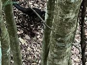 ライアーバードに遭遇