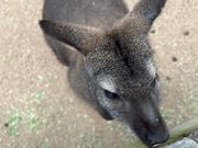 動物園でのエサやり体験