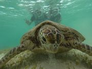 海亀との記念撮影もしてくれます。