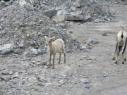 コロンビア大氷原の帰り道、車窓