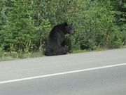 コロンビア大氷原の帰り道、車窓