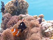 ニモにも会える。