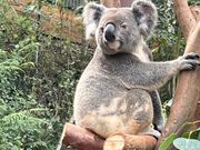 キュランダコアラガーデン