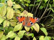クジャクチョウ　北海道では平地にもいるが全国的にはやや珍しい蝶らしい