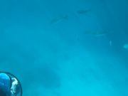 ポンツーンシュノーケリング