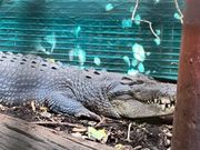 グリーン島内ワニ園