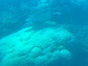 サブマリンからの海亀