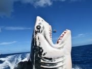 インストラクターのイタズラでサメに食べられてしまいます