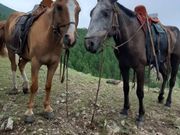 穏やかで乗りやすい馬