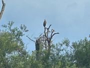 オジロワシに出会う