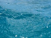 ホヌが息継ぎしている所を激写📷🐢