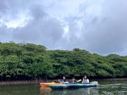 大自然のマングローブへ！