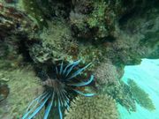 参加後にいただいた写真②いろんな生物発見！