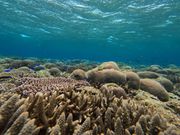 参加後にいただいた写真①海の中は綺麗！