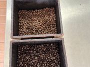 今回焙煎後のコーヒー豆