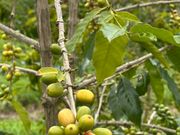 コーヒーの木と実