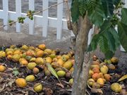 たくさんのマンゴー