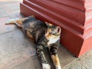 マラッカのねこ