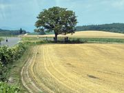 車窓からの美瑛