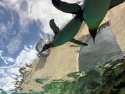 旭山動物園のペンギン