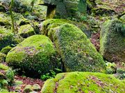 屋久島の光と風と優しさに包まれて